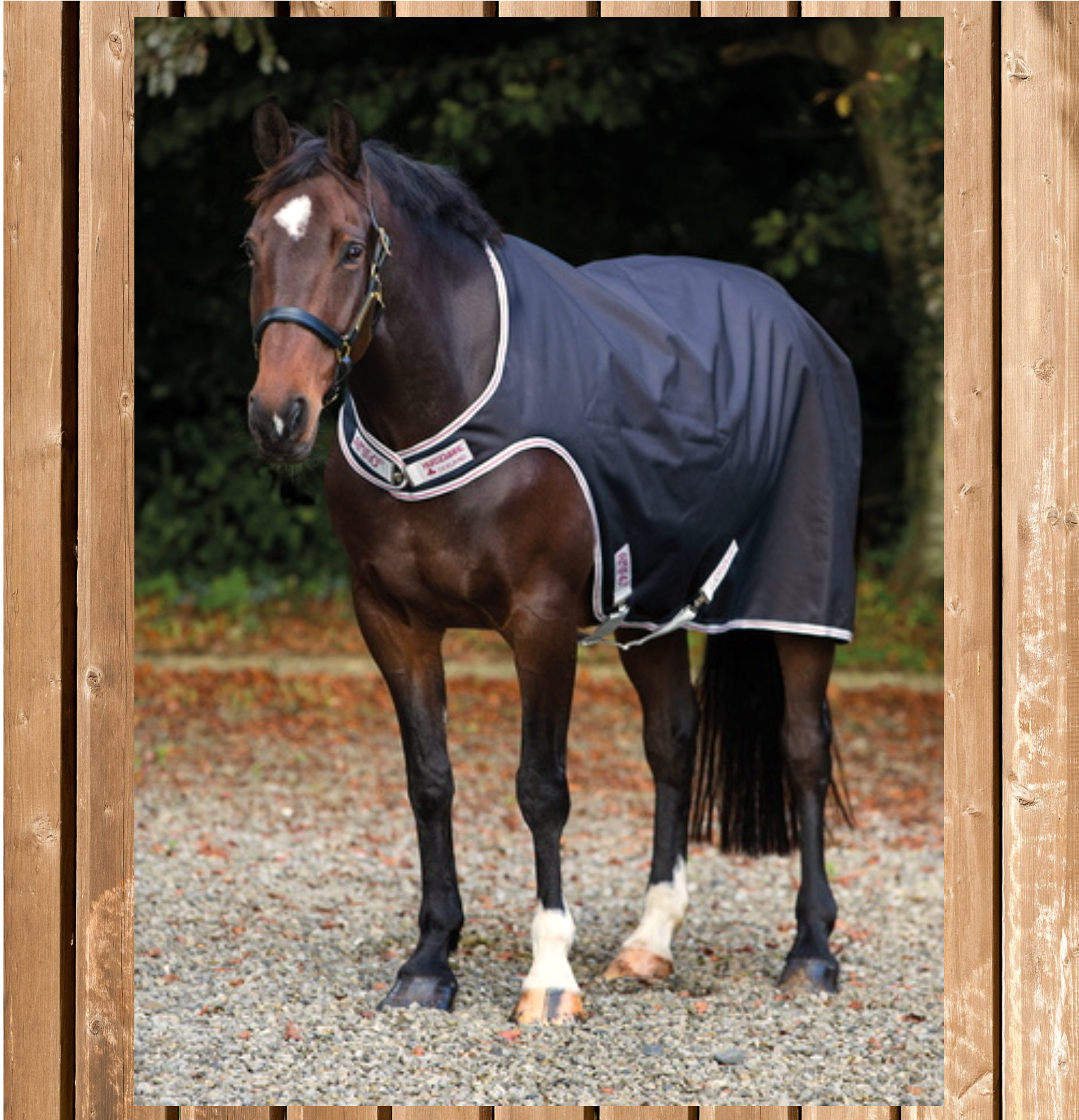 Horseware Amigo Walker 100 g, Führmaschinendecke, black